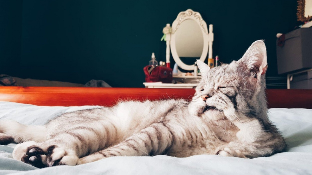 Smutnému kocourovi zmrazila výraz vzácná nemoc