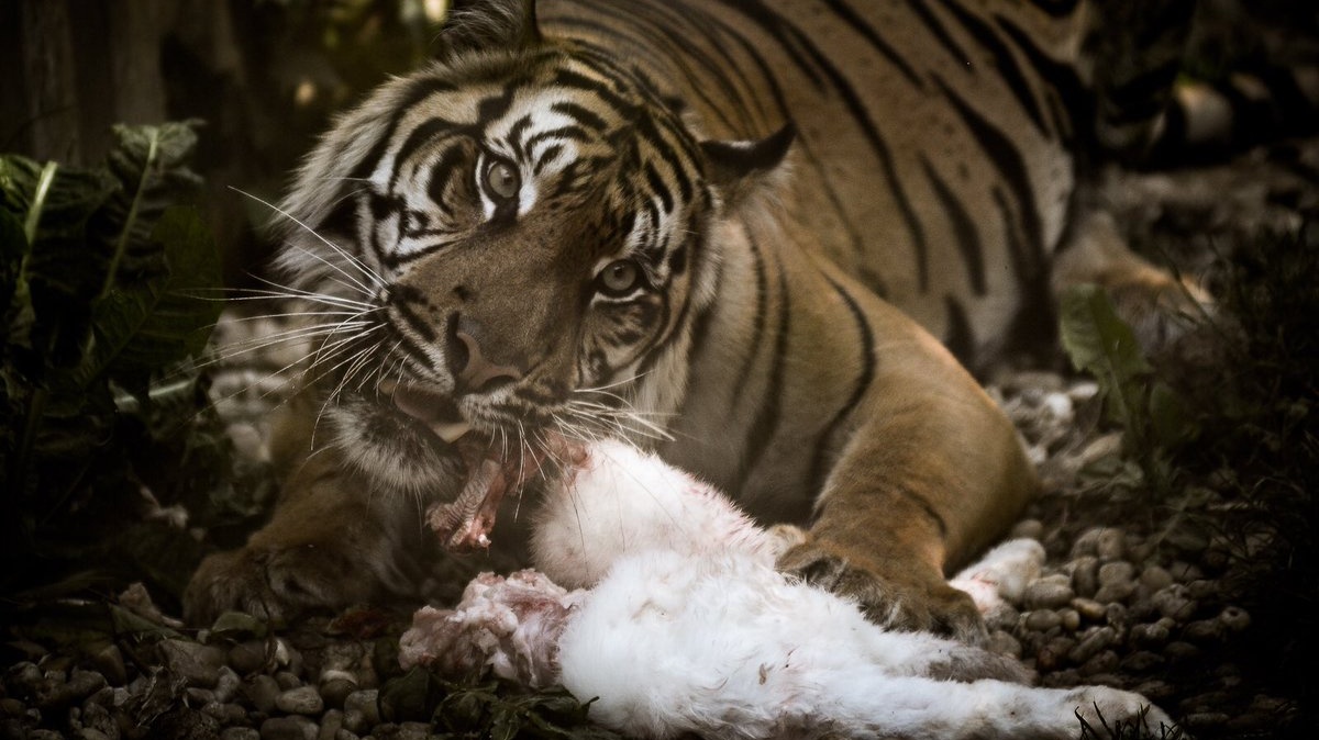 Politické zvíře Miloš Zeman dáví a žere socánky