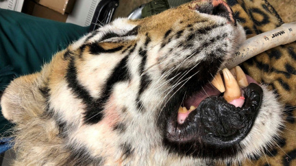 V tlamě tygra, kterého bolí zuby