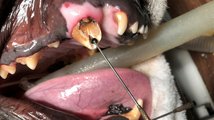 Zvířecí zubař