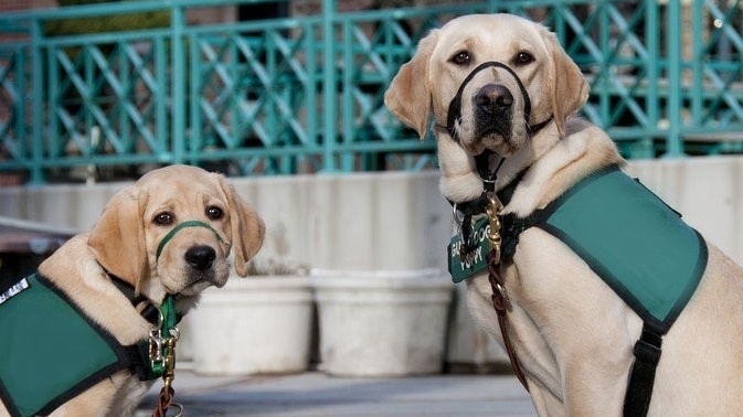 K noze! Sedni! Lehni! Zeman cvičí Babiše a Hamáčka