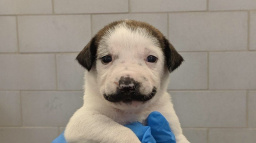 Štěně se podobá slavnému umělci. Přinese mu to štěstí?