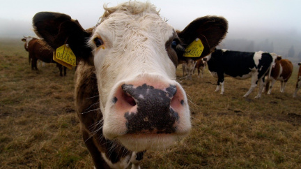 Komentář: ... A ta kráva metan dává. Poženeme ji na emise?