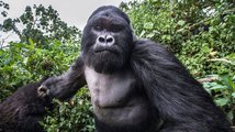 Měl by mistr těžké váhy šanci v souboji s gorilou?
