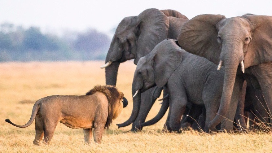 Sloni a lvi mají svátek. Tak všechno nejlepší!