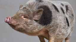 Kam se hrabe africké safari! My máme Brno!