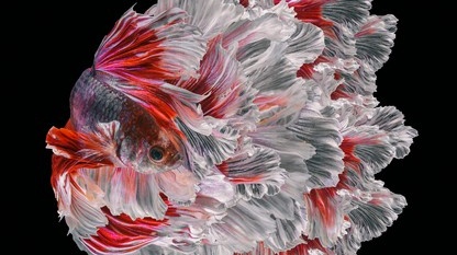 Půvab rybky, která proslula svou bojovností