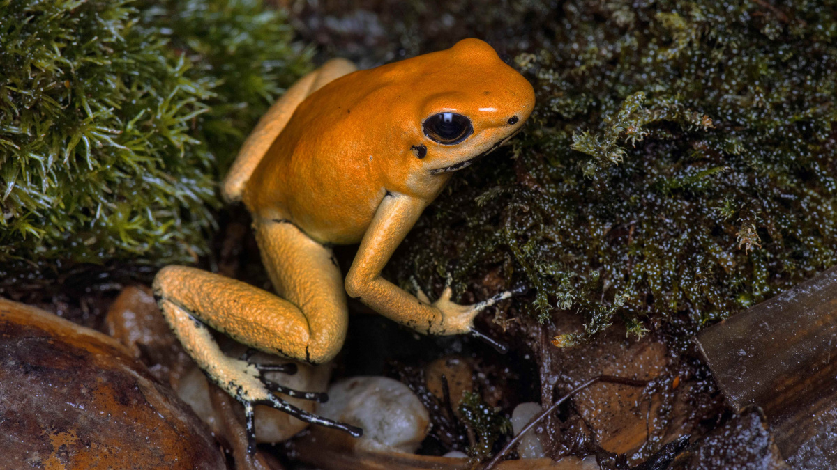 Inteligentní a sebevědomé: Nejjedovatější žáby na světě by skolily i slony
