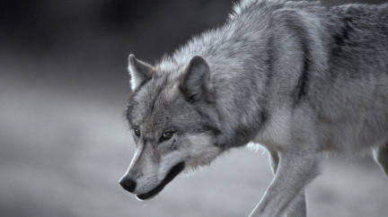 Komentář: Jak jsem prožil environmentální žal a naučil se mít rád vlky