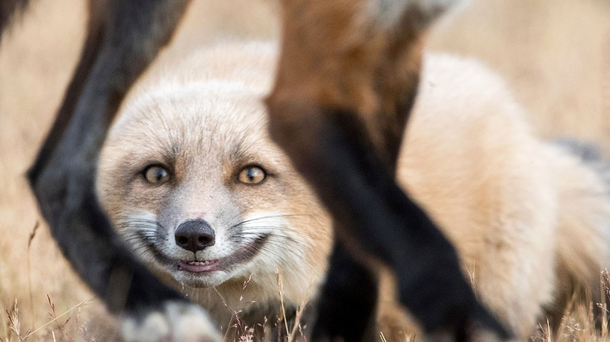 OBRAZEM: Zvířata mají svátek - a jsou samá sranda