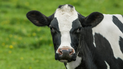 Zvířata, na která ani hypotéka nestačí: Kráva, naklonovaný pes i kůň, co nikdy nevyhrál