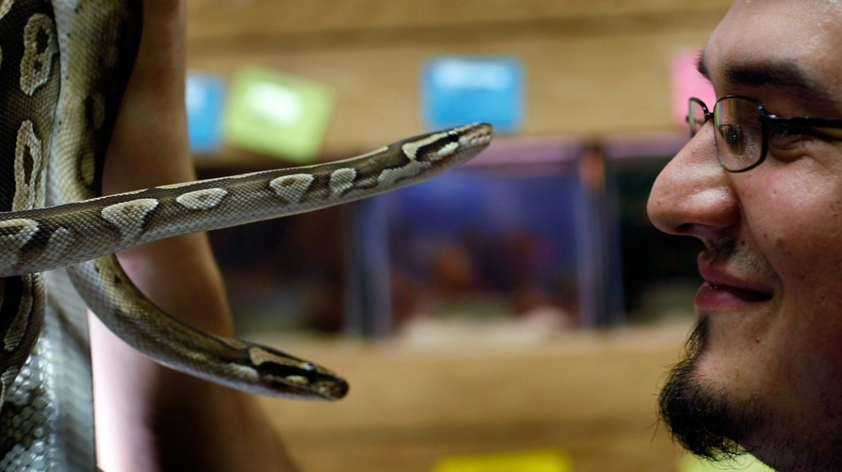 Je libo makak nebo krajta? Jde to i legálně, ale připravte si zlatou kreditku