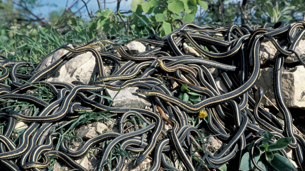 Proč trpíme fobií z hadů? Odpověď dá magnetická rezonance