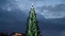 Vánoční stromy ve velkoměstech