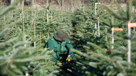 Vánoční jedle tu má domov. A přesto stojí měsíční plat