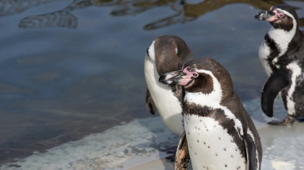 Věrní tučňáci se klidně zamilují i do jedince stejného pohlaví