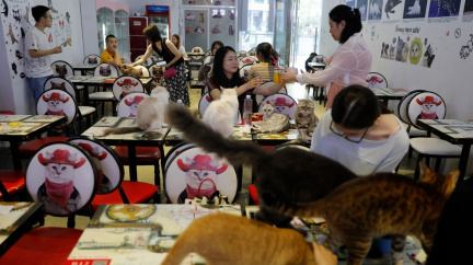 Kočičí kavárny nabízejí návštěvníkům netradiční zážitek a kočkám nový život