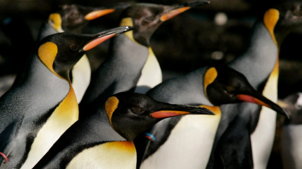 Proč si tučňáci vykračují ve slušivém fráčku?