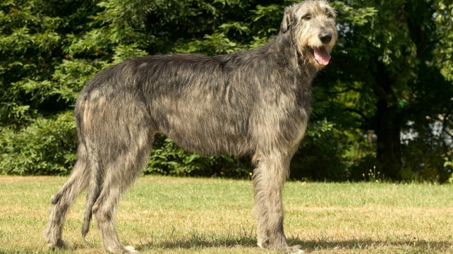 Irský vlkodav: nebezpečná šelma, či oddaný společník?