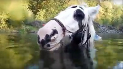 VIDEO: Zvedněte si náladu koněm, který bublá pod vodou
