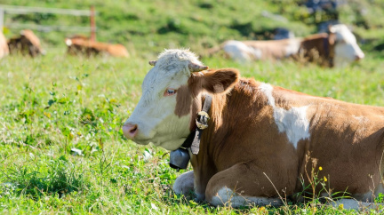 Krávy leží výhradně na břiše - a dobře vědí proč