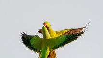 Papouščí vášeň ve vzduchu