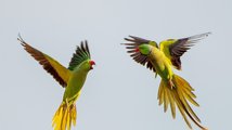 Papouščí vášeň ve vzduchu