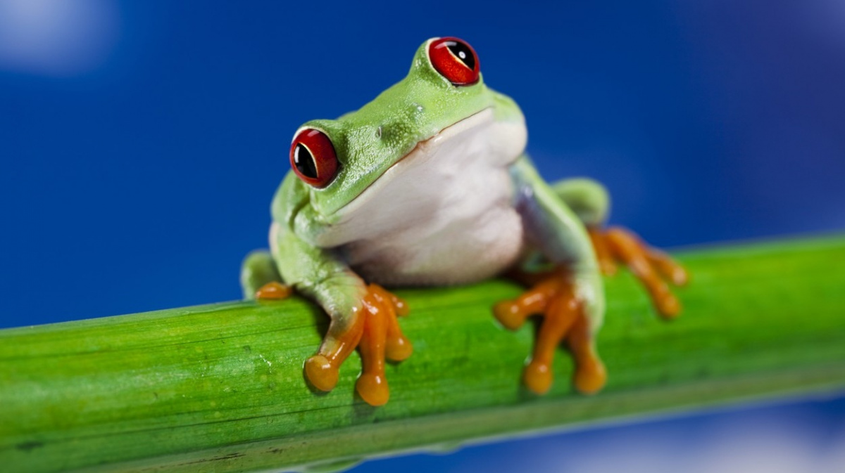 Mohou zvířata také trpět demencí?