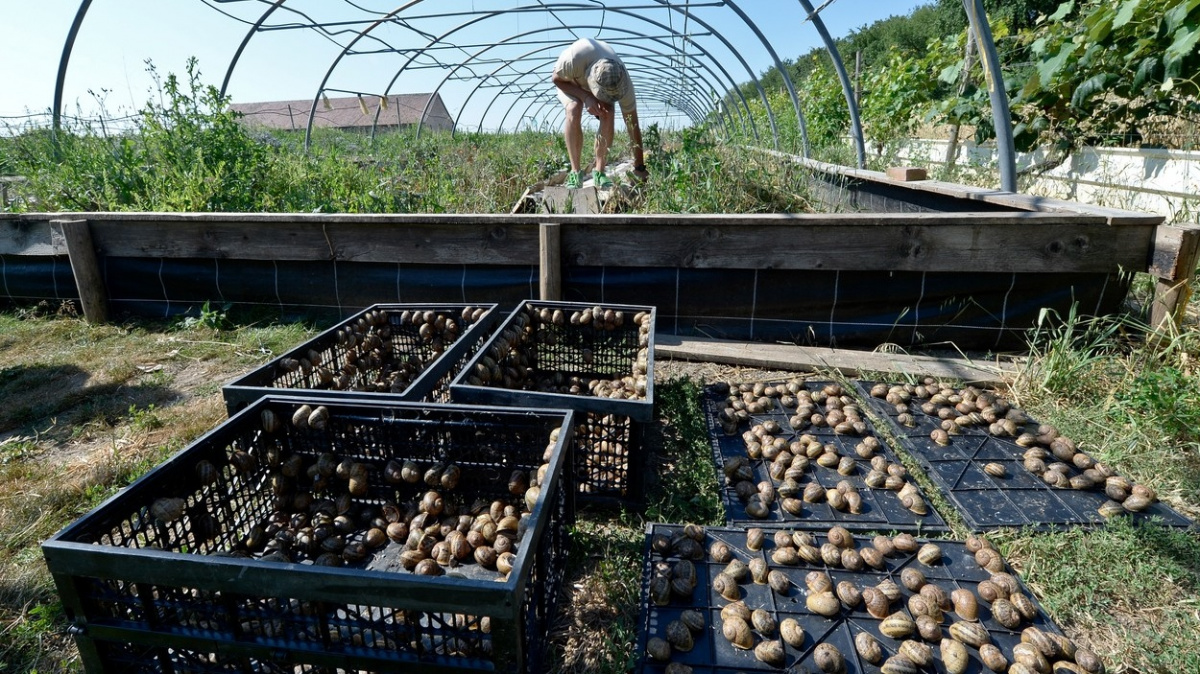 Proč si ajťák založil šnečí farmu