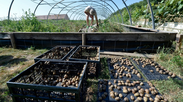 Proč si ajťák založil šnečí farmu