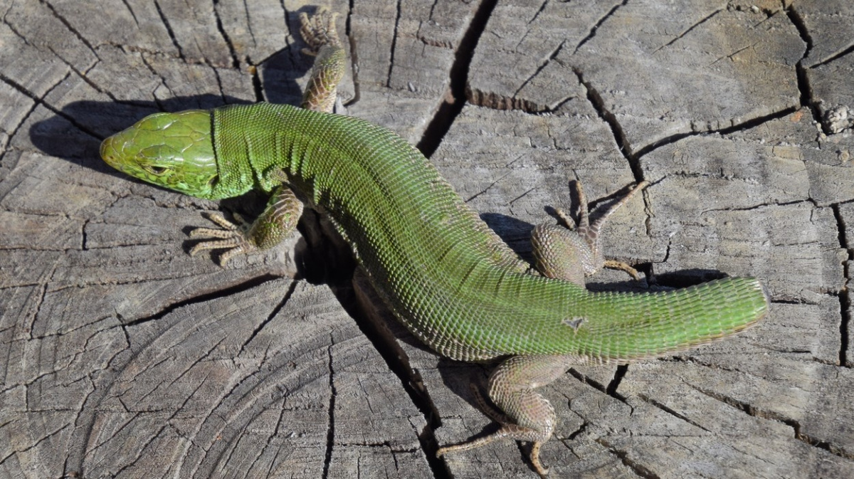 Proč se ještěrky vracejí na místo, kde jim odpadl ocásek