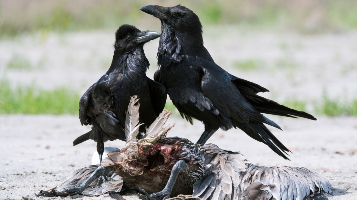 Jsou krkavčí matky opravdu krkavčí matky?