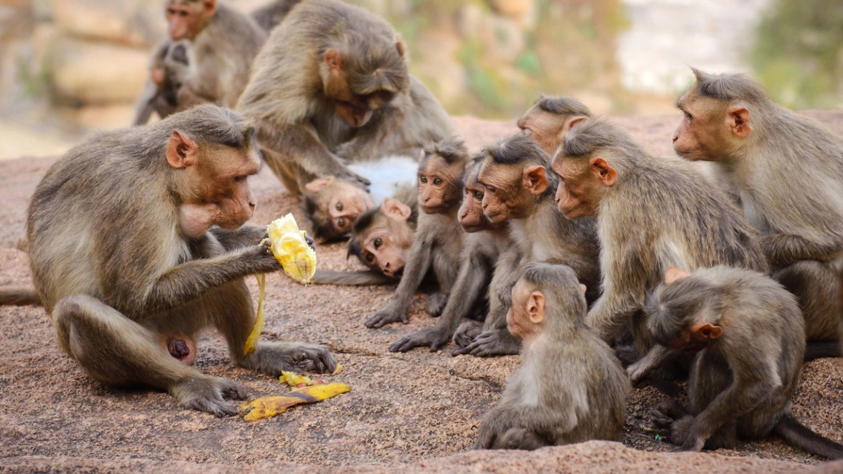 Opravdu opice milují banány?