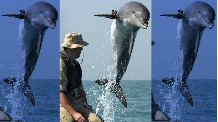 Největší sklad jaderných zbraní střeží delfíni. Jsou lepší než radar