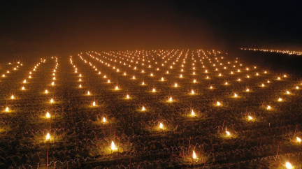 OBRAZEM: Aby vinicím nebyla zima, zahřívají je v noci stovky svíček