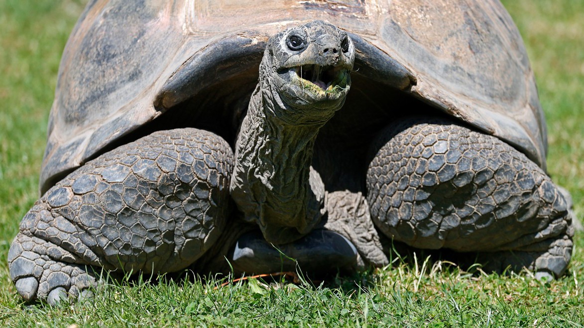 Proč se želvy dožívají tak vysokého věku
