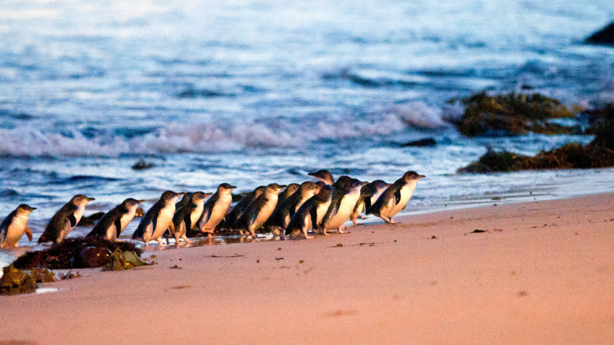 Proč není sever Austrálie ideální plážová destinace?