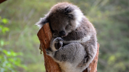Proč koala prospí většinu života