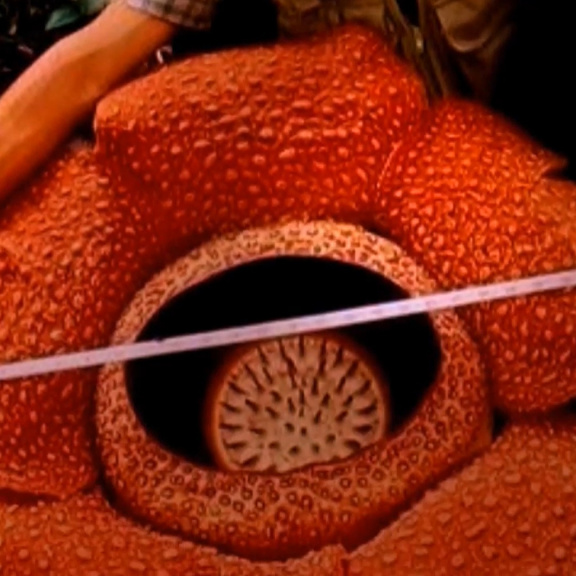 Největší květ na světě je skvostný parazit, který nesnesitelně páchne