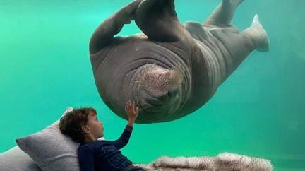 Noční romantika po boku ledního medvěda? I s mrožem za zády