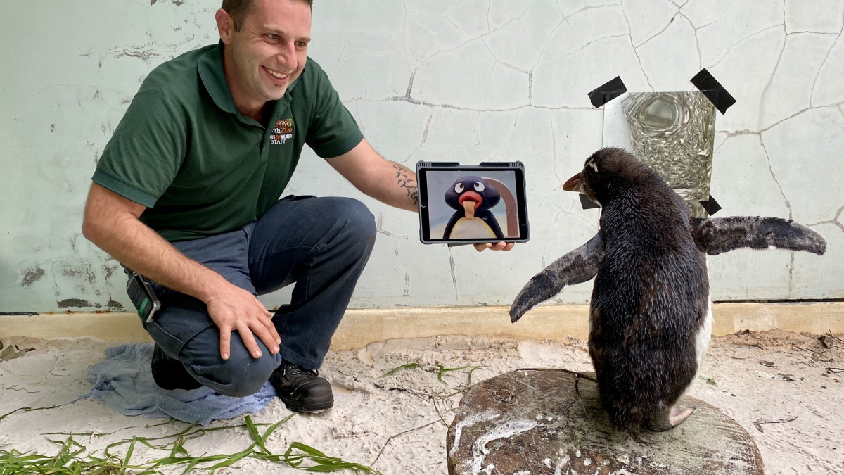 Pochroumaný tučňák miluje seriál Pingu