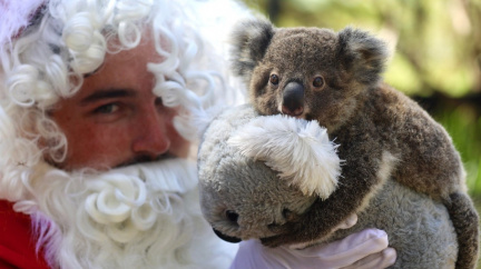 Santa si pospíšil a mláďatům naděloval den předem