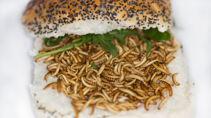 Nechte si chutnat: Mouční červi byli v Evropě schváleni ke konzumaci