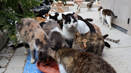 Z Kypru se kvůli pandemii stalo odkladiště opustěných koček