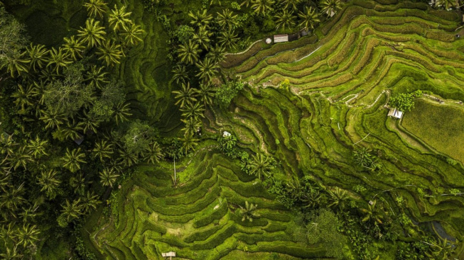 12420-bali-rice-field-from-above