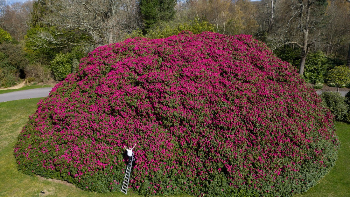 OBRAZEM: V největším anglickém rododendronu by se ztratil i doubledecker