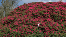 Obří rododendron