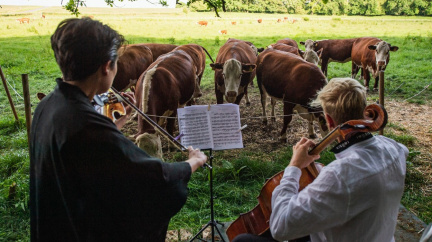 Violoncellista vyměnil během pandemie publikum za krávy