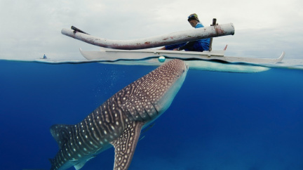 Rybáři z Filipín vědí, jak si ukrást žraloky