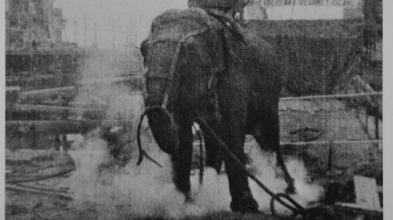 Agresivní slon skončil na Edisonově elektrickém křesle